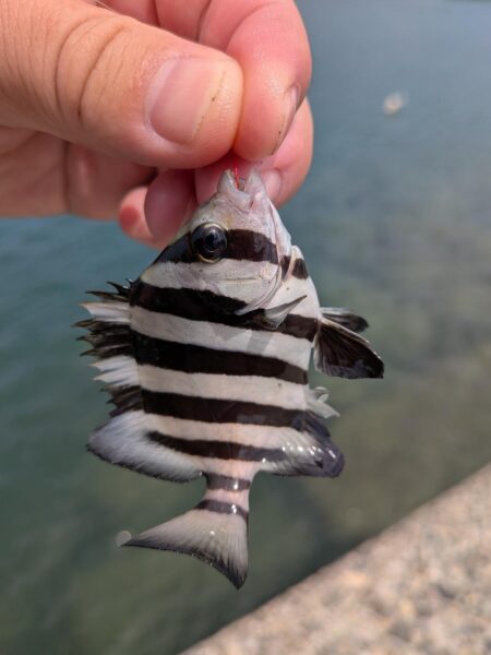 アコウにキス食われる